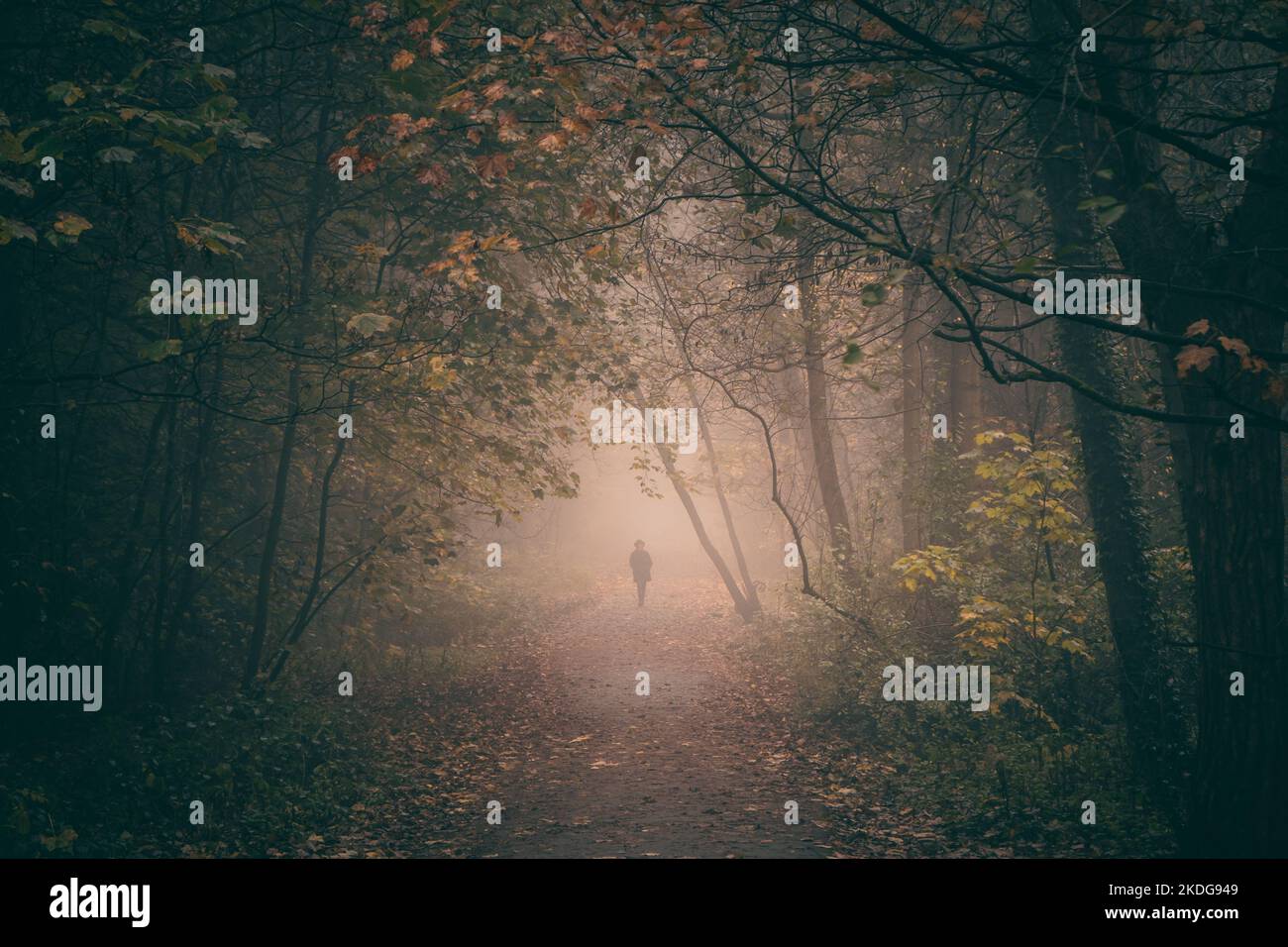 Person walking on footpath in foggy autumnal woodland in Englnd Stock Photo