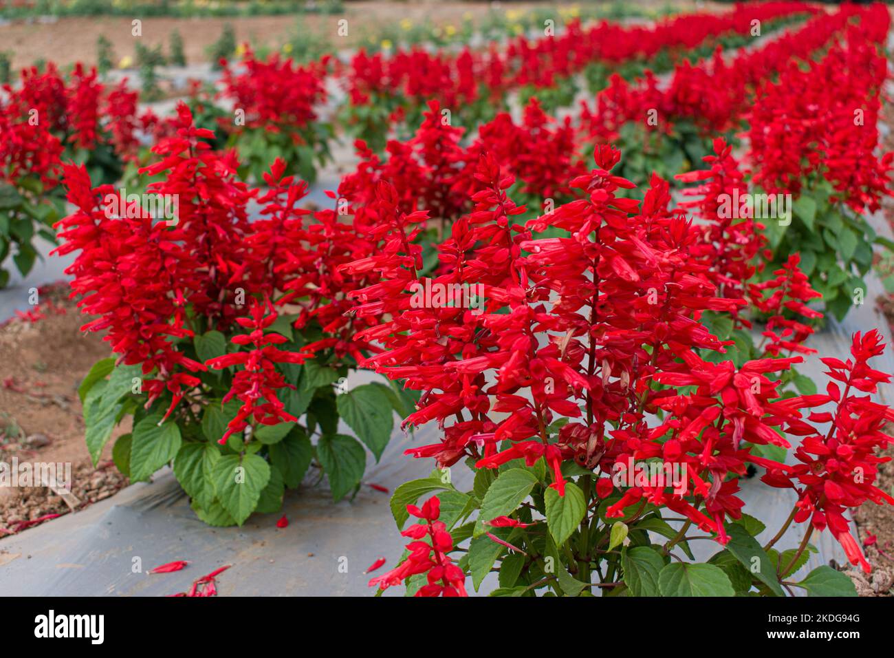 Red Salvia flowers blooming in the garden, beautiful flower background. Stock Photo