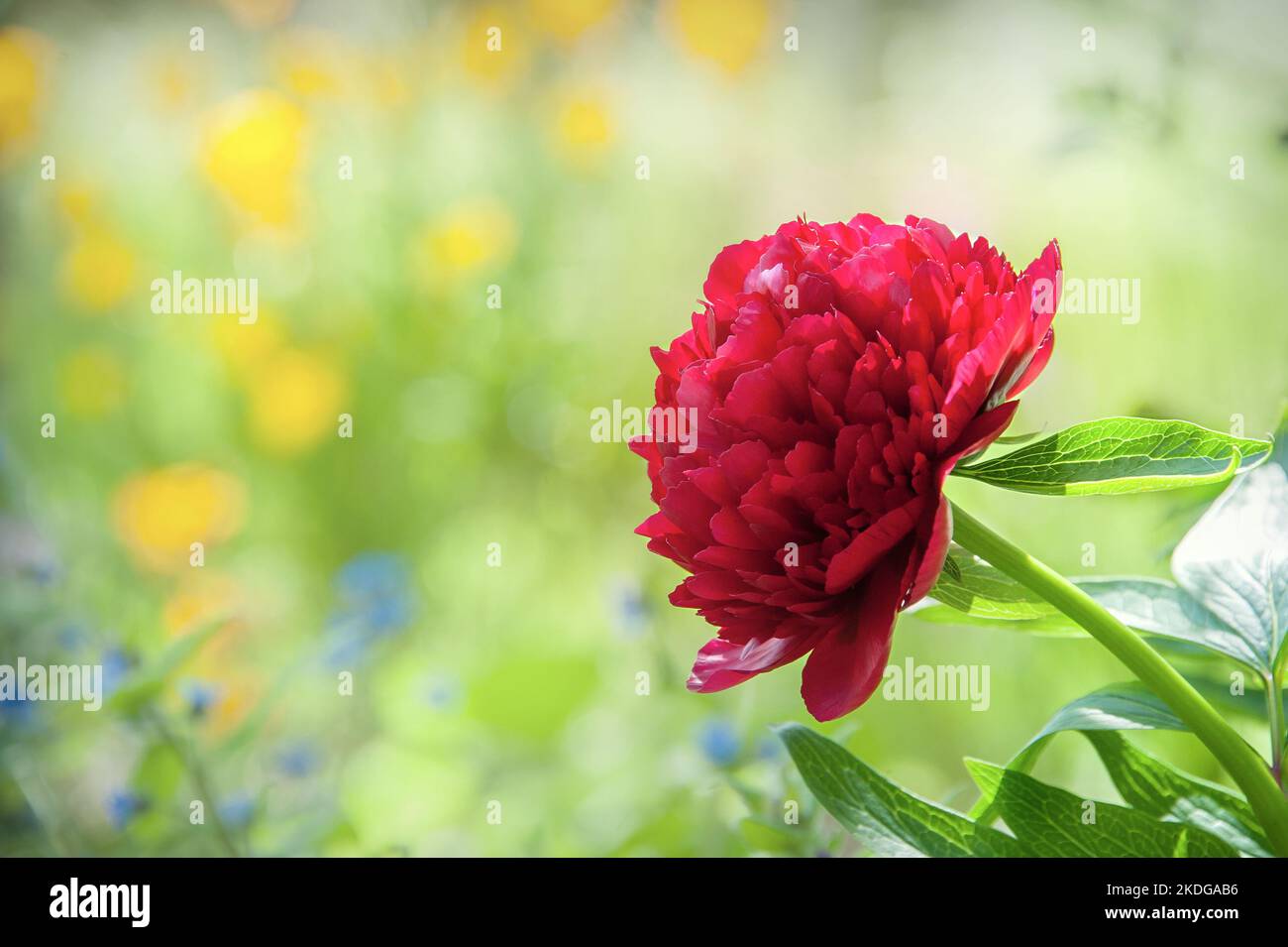 red peony flowers during the summer sunshine in a garden isolated against a backdrop of flowers Stock Photo