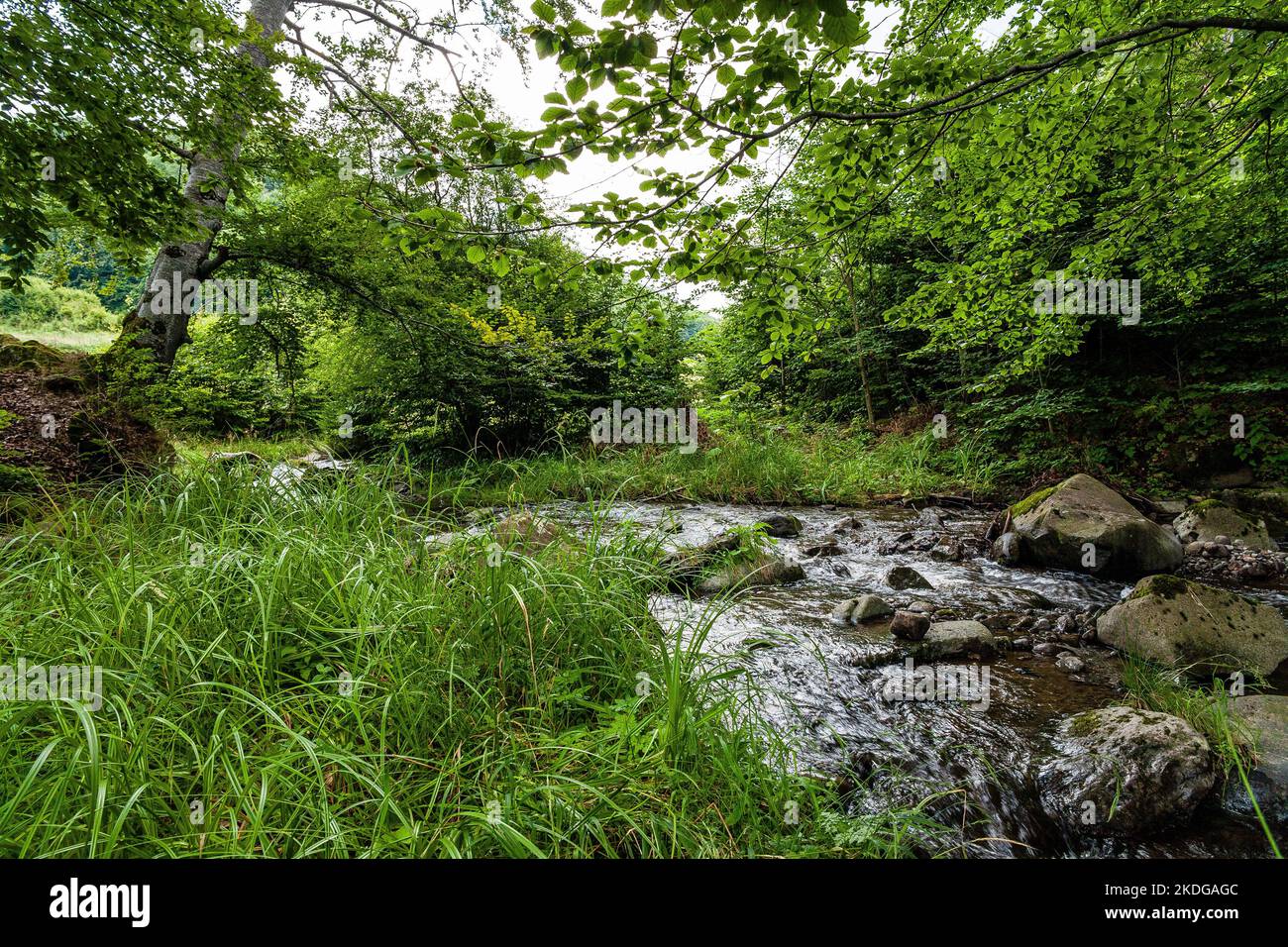 Photo of a hidden mountain stream section in Transylvania Stock Photo ...