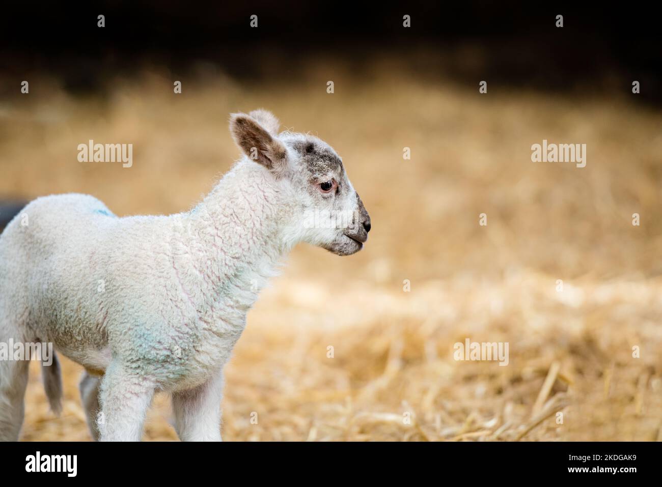 Portrait of a lamb standing in the spring sunshine looking across the ...