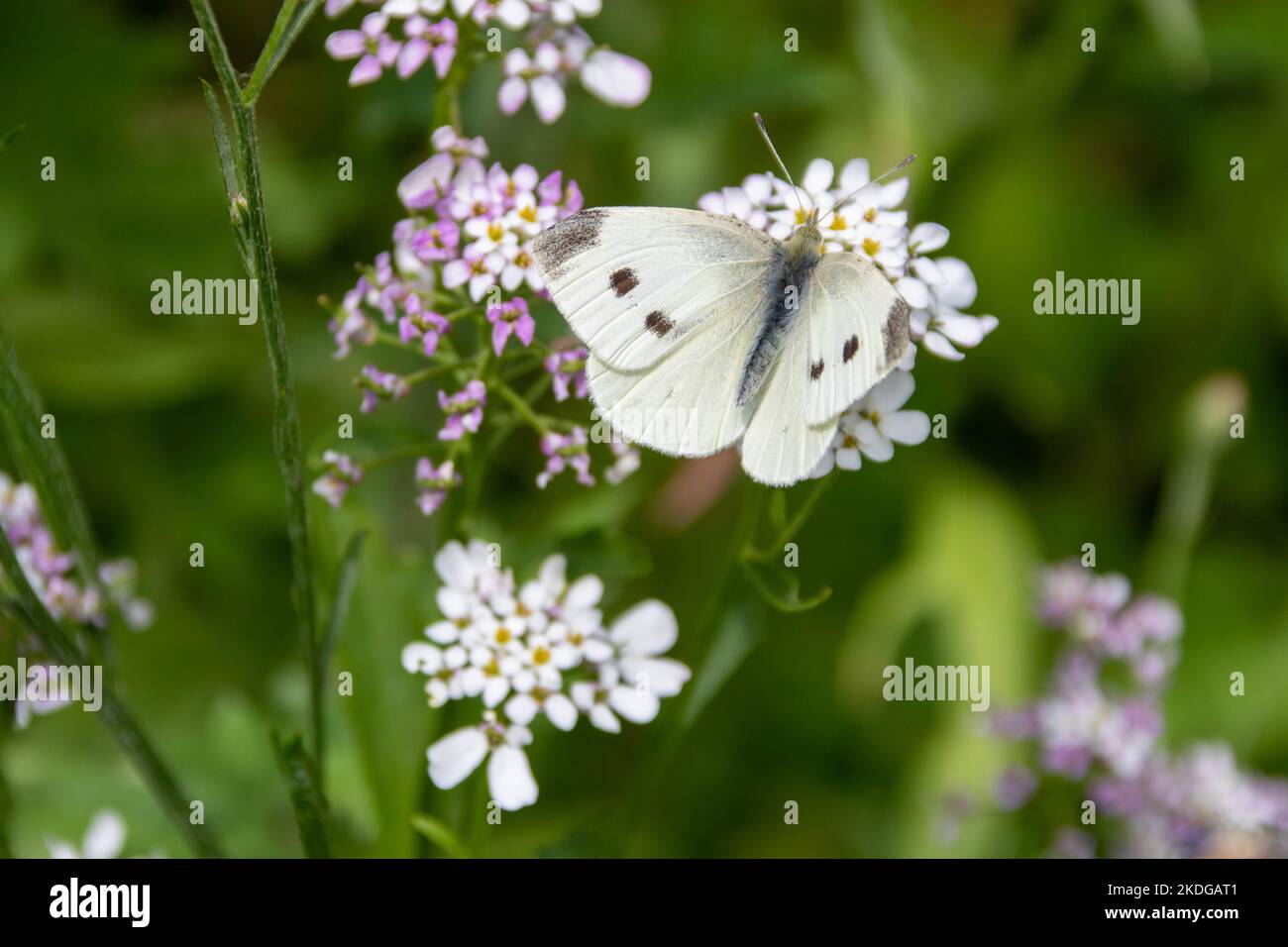 the small white butterfly also known as the cabbage white on pretty white flowers of candytuft Stock Photo