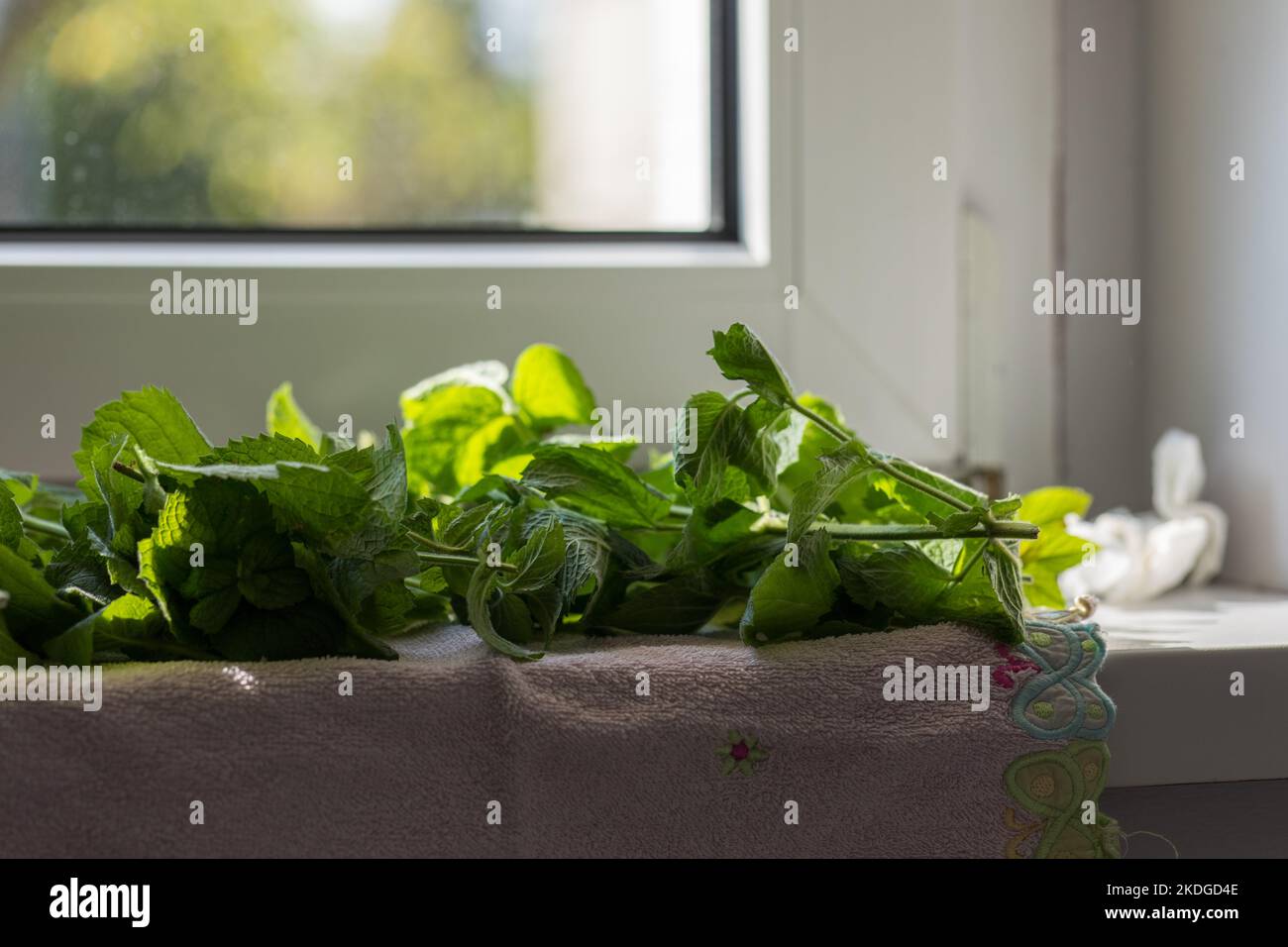 Fresh green mint leaves, close-up of plants, blurred background. Stock Photo