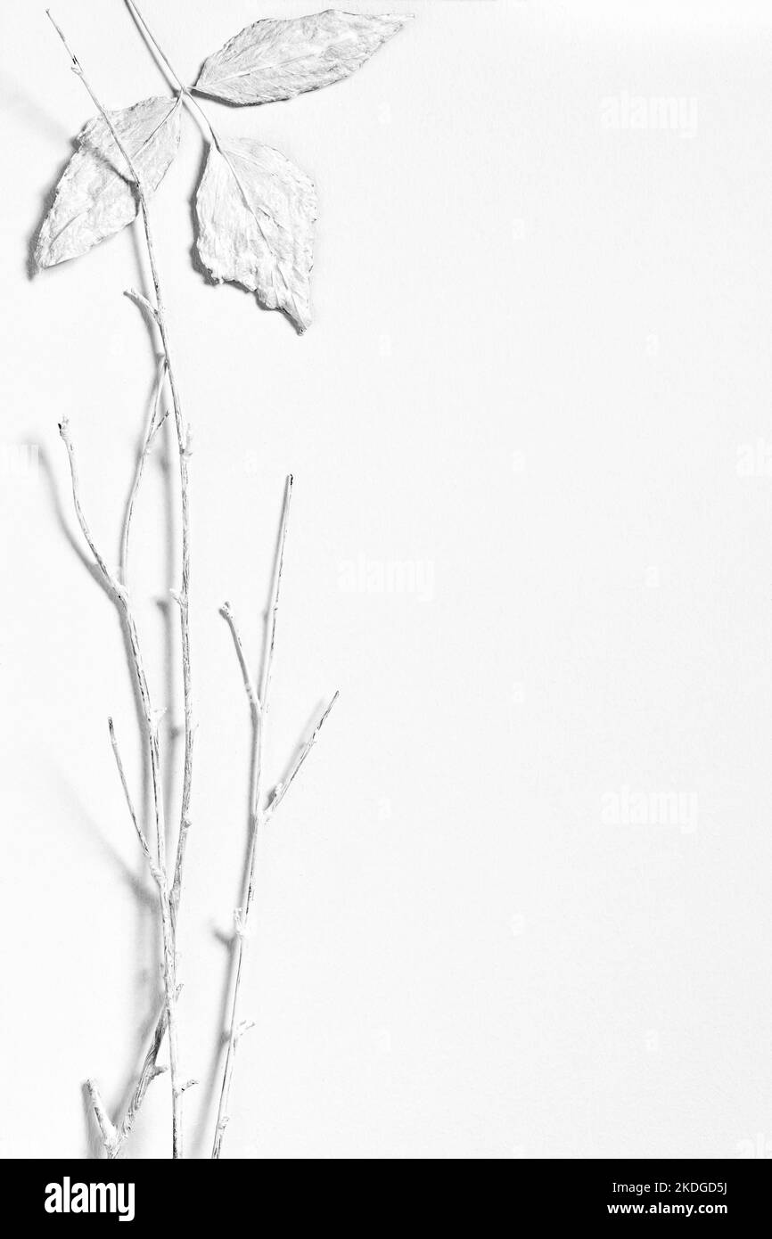 Minimal composition with dry leaf and twigs on white background.  Nordic style still life, flat layout. Black and white image Stock Photo