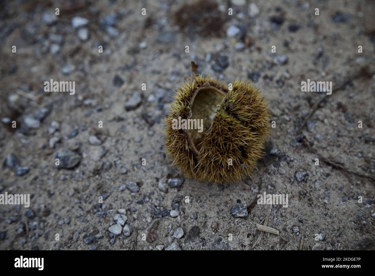 Opened  chestnut bur on the ground seen up close Stock Photo