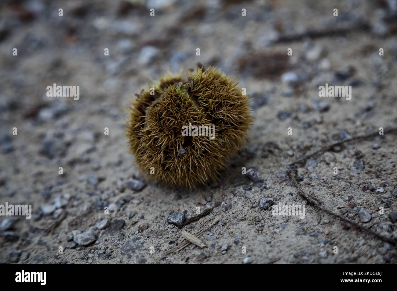 Opened  chestnut bur on the ground seen up close Stock Photo