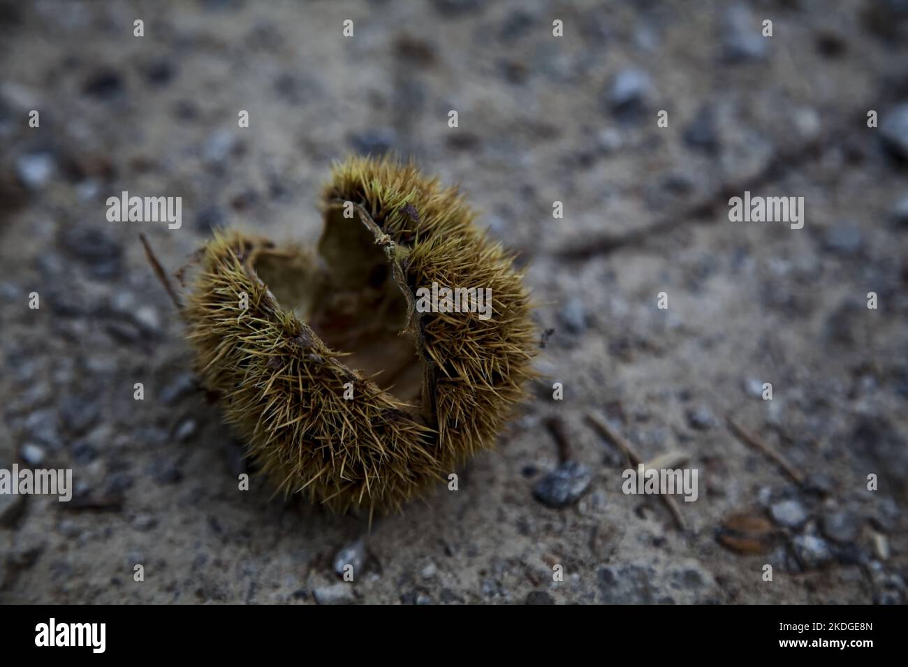 Opened  chestnut bur on the ground seen up close Stock Photo