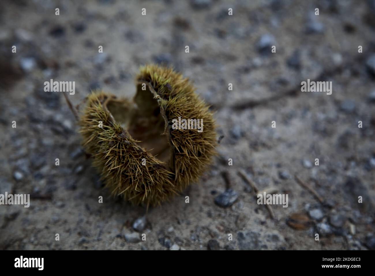 Opened  chestnut bur on the ground seen up close Stock Photo