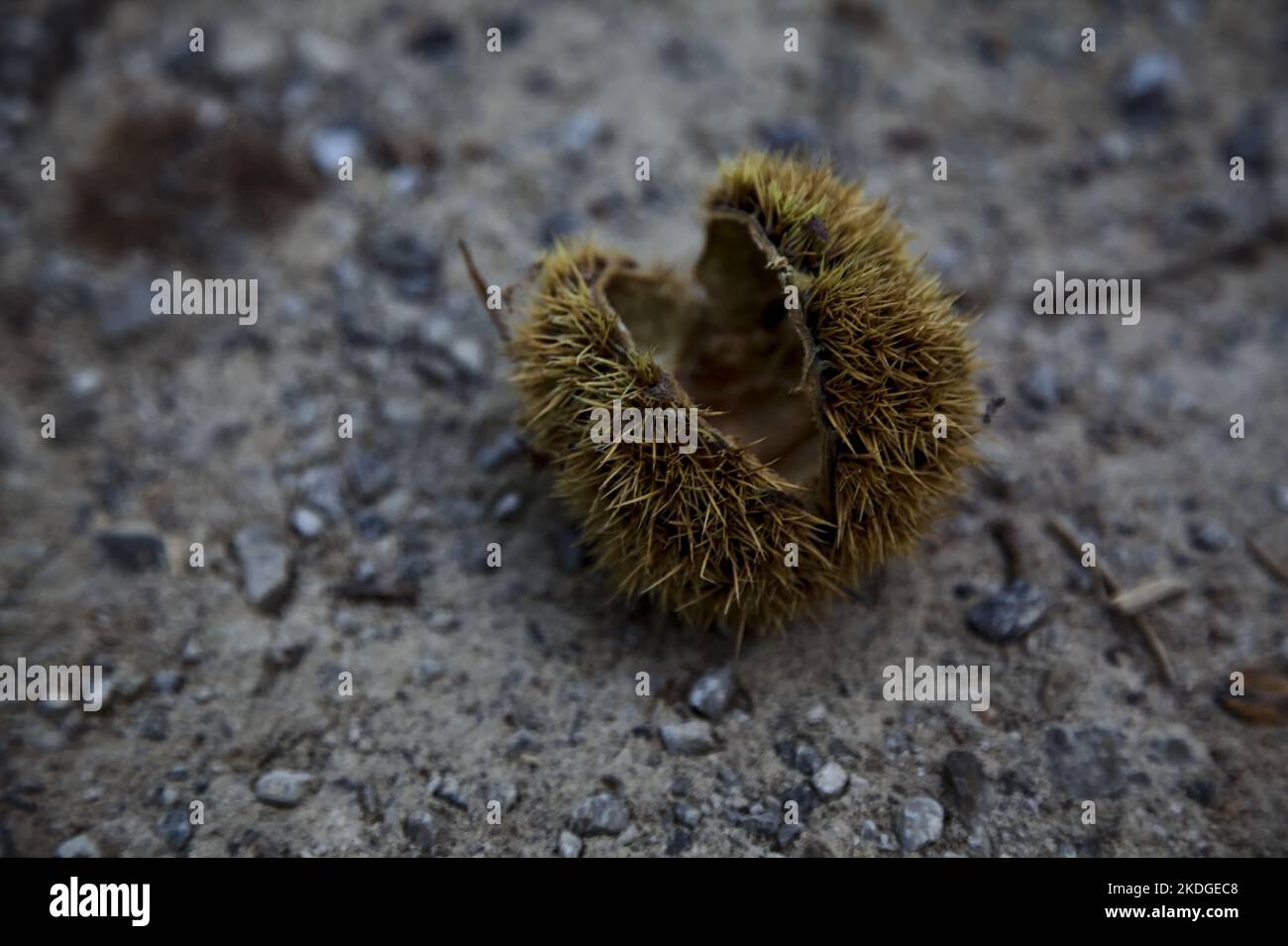 Opened  chestnut bur on the ground seen up close Stock Photo