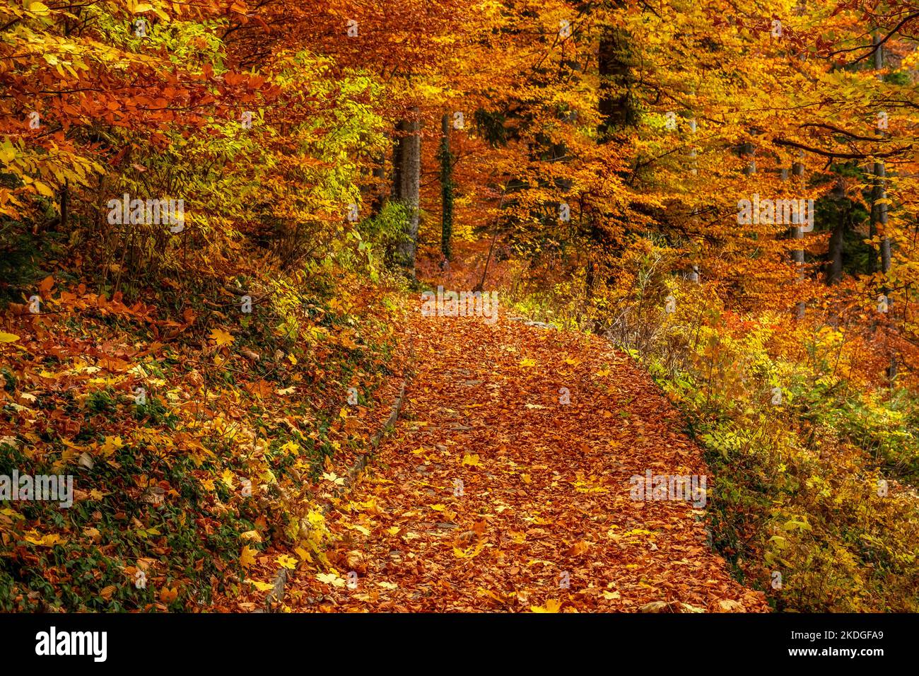 Autumn park with path and leaves Stock Photo - Alamy