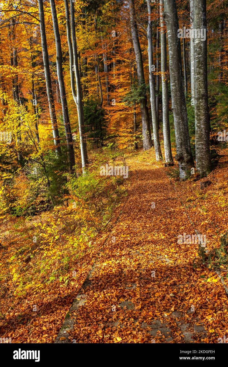 Autumn park with path and leaves Stock Photo - Alamy