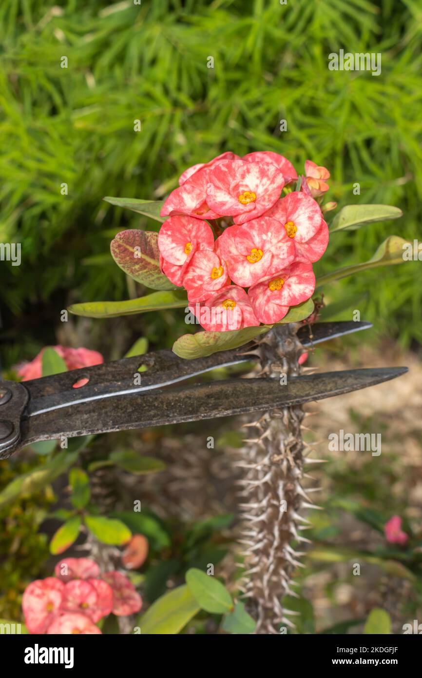 euphorbia-milii-care-hi-res-stock-photography-and-images-alamy