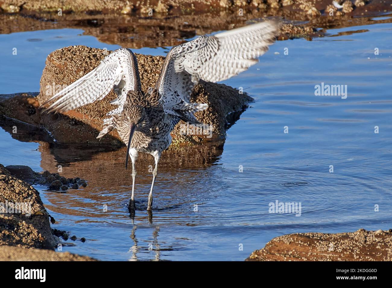 Curlew Stock Photo