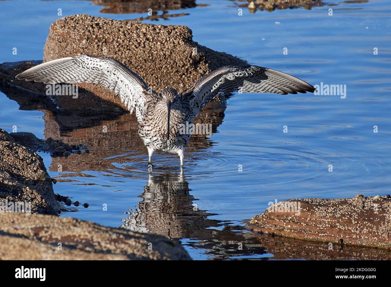 Curlew Stock Photo