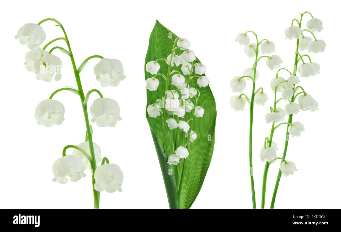 Lilly of the valley flowers isolated on white background with full ...