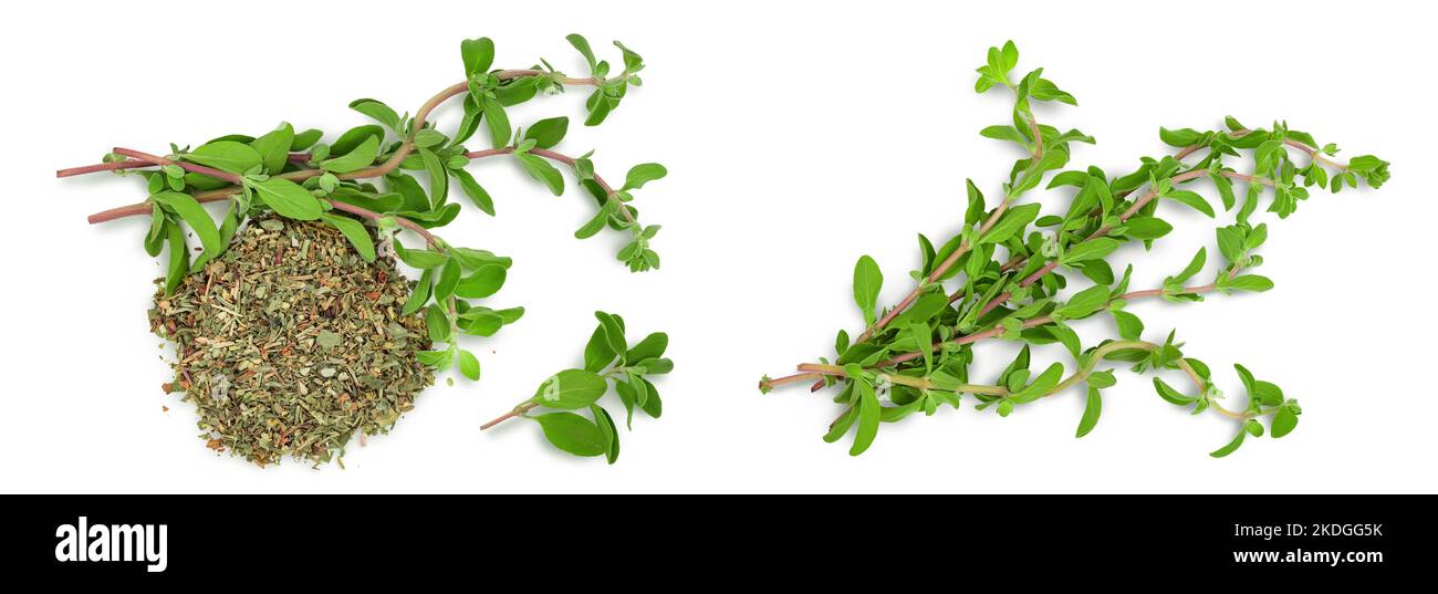 Oregano or marjoram leaves fresh and dry isolated on white background. Top view. Flat lay Stock