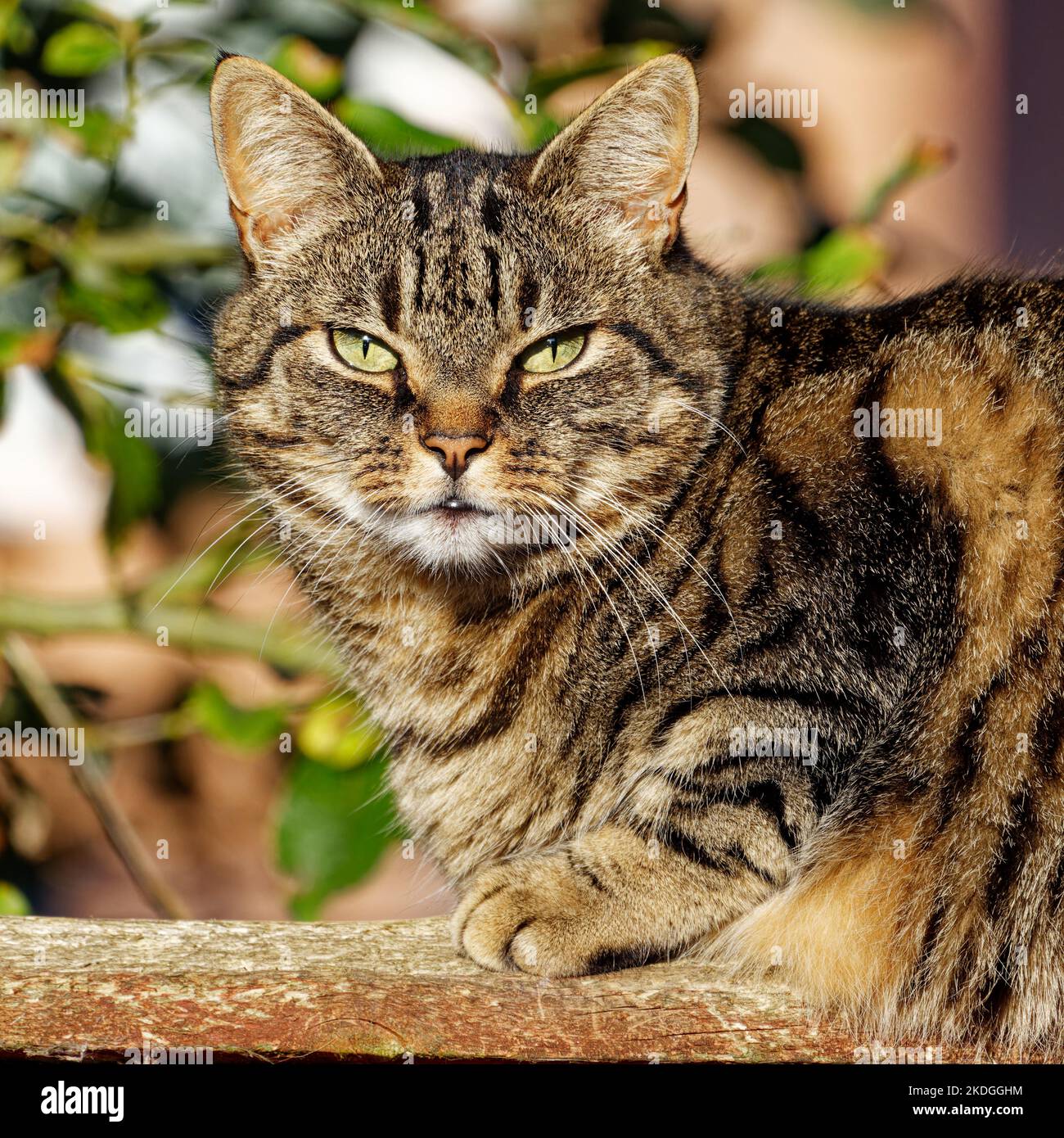 Domestic Tabby cat relaxing in the sun Stock Photo - Alamy