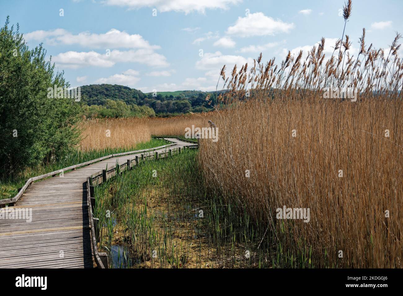A pathway through the reedbeds of Conwy Marshes, North Wales UK, Stock Photo