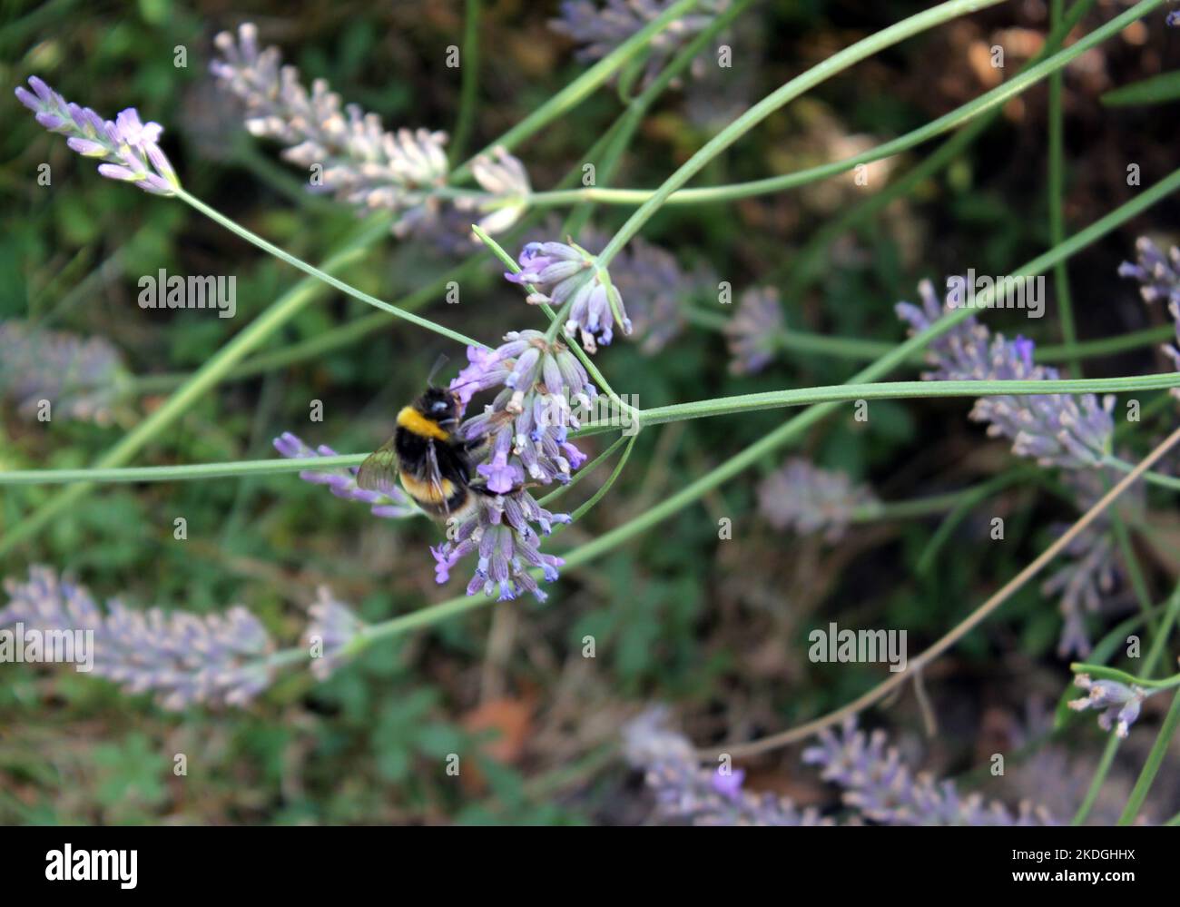 Bumblebee collecting pollen on Lavendar plants in August sunshine Stock