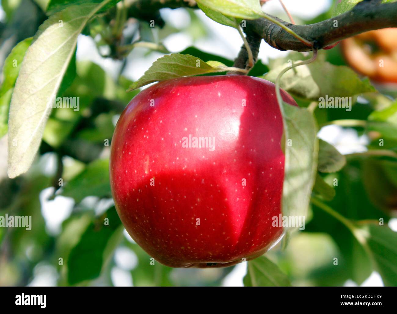 Crunchy apples on the apple tree hires stock photography and images