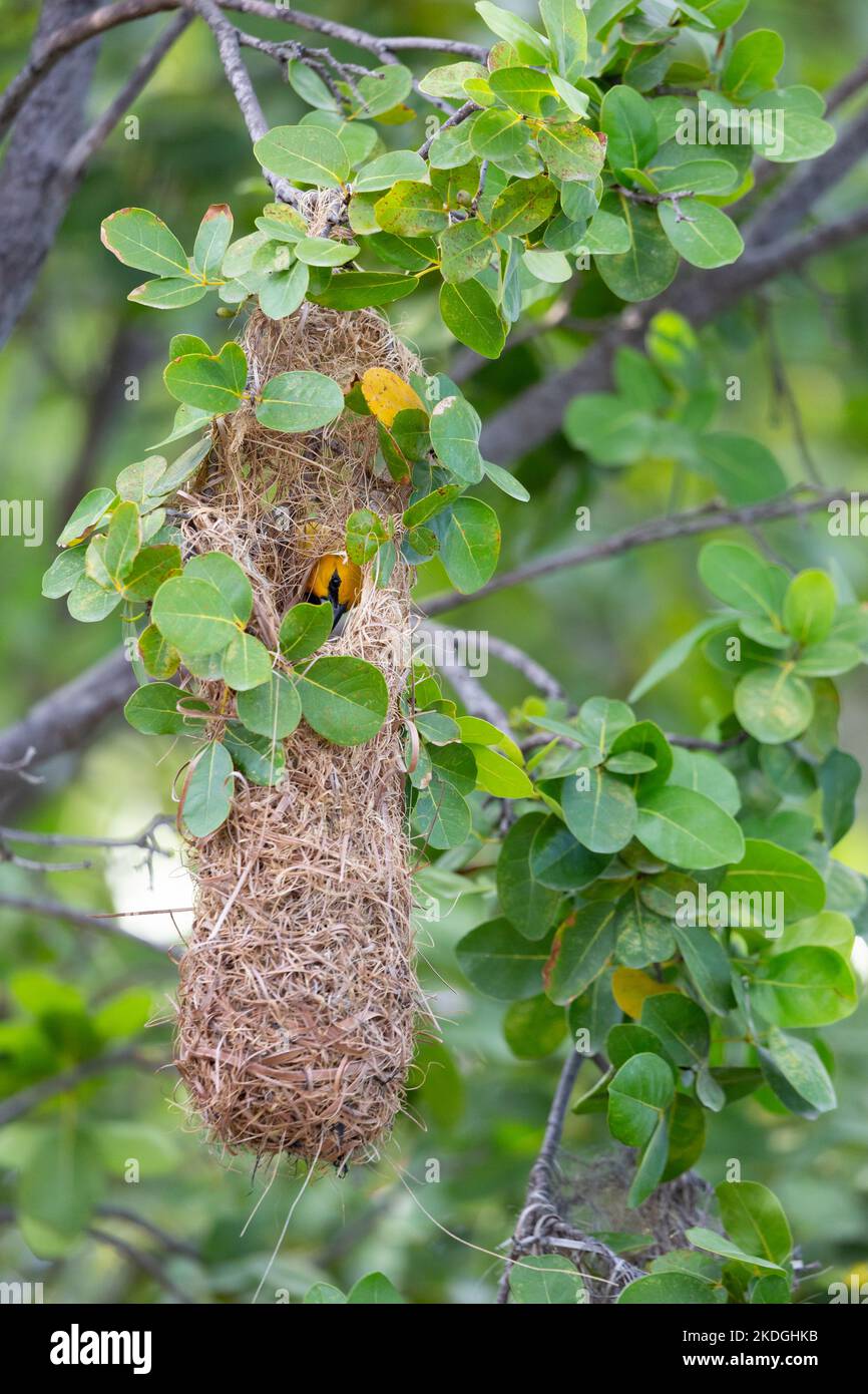 Yellow oriole Icterus nigrogularis, adult attending nest site, Captain