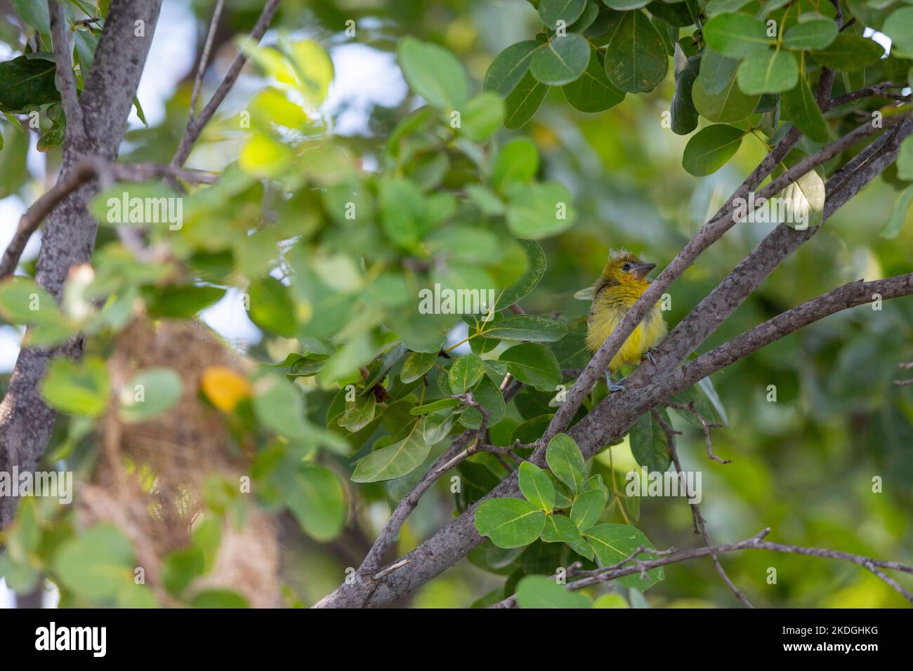 Yellow oriole Icterus nigrogularis, adult attending nest site Stock