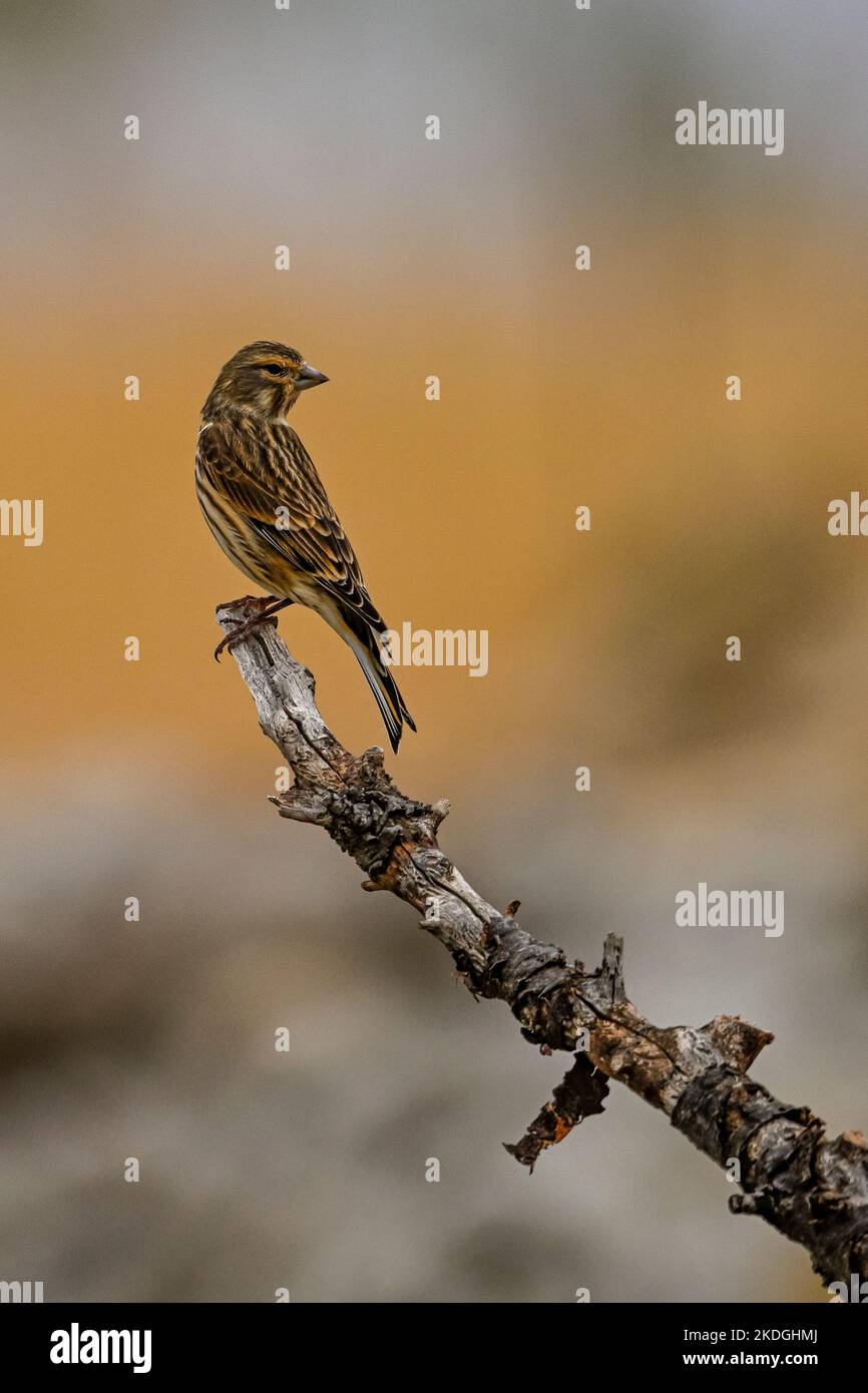 Common or Linaria cannabina, passerine bird of the Fringillidae family Stock Photo Alamy