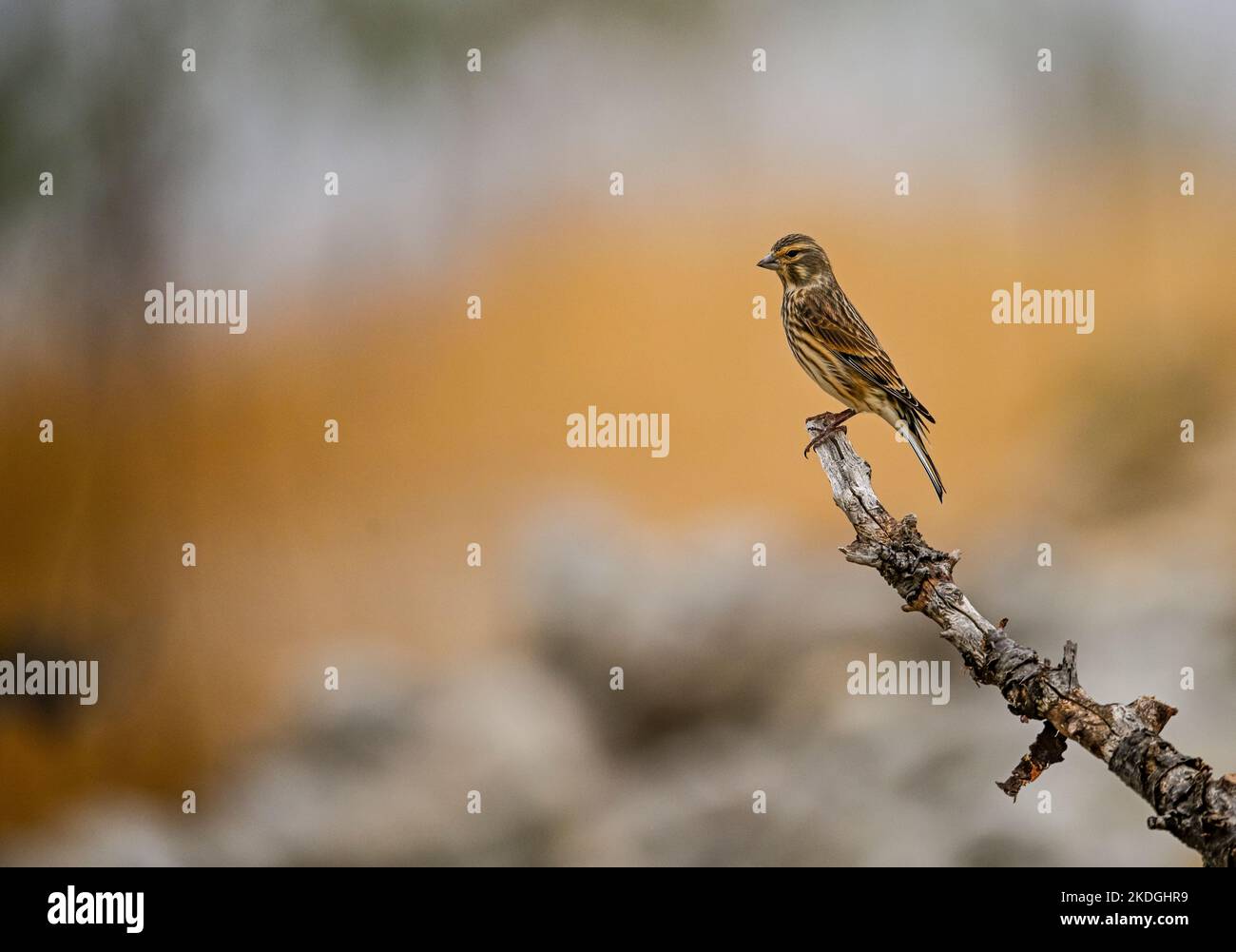 Common or Linaria cannabina, passerine bird of the Fringillidae family Stock Photo Alamy