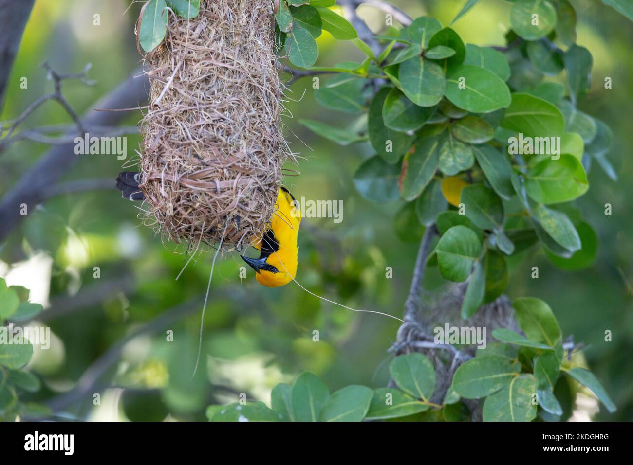 Yellow oriole Icterus nigrogularis, adult attending nest site, Captain