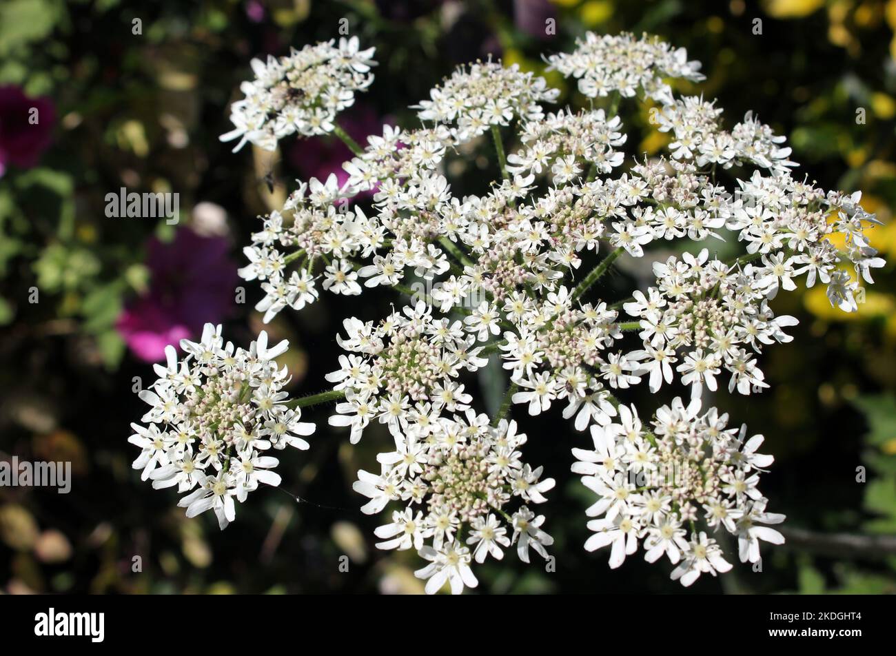 A spray of delicate white flowers on common native plant cow parsley ( Anthriscus sylvestris) Stock Photo