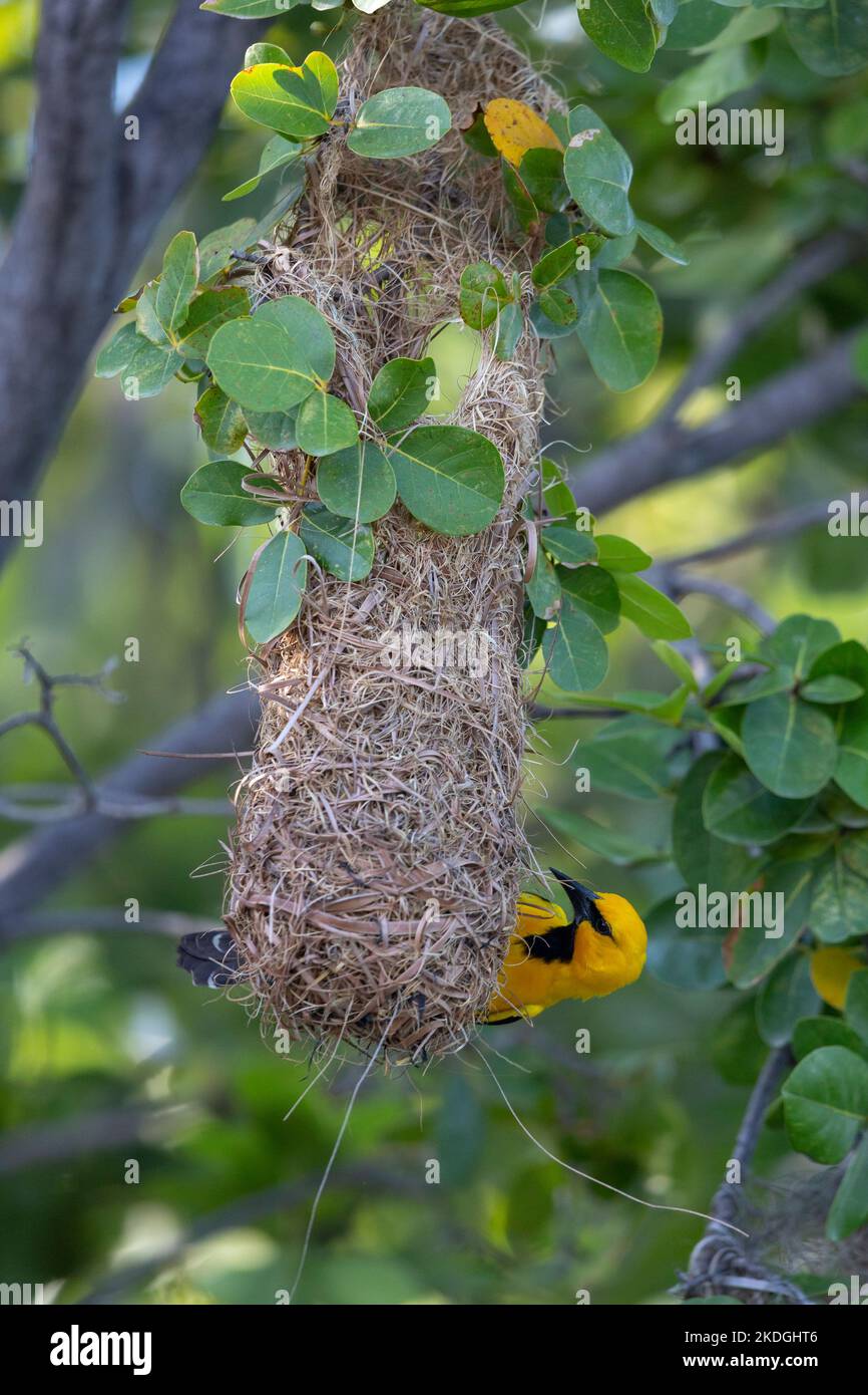 Yellow oriole Icterus nigrogularis, adult attending nest site, Captain