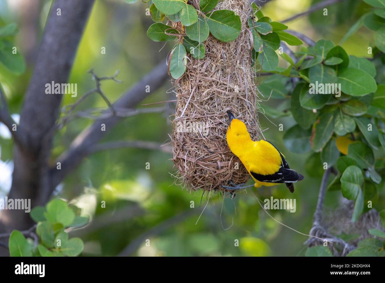 Yellow oriole Icterus nigrogularis, adult attending nest site, Captain
