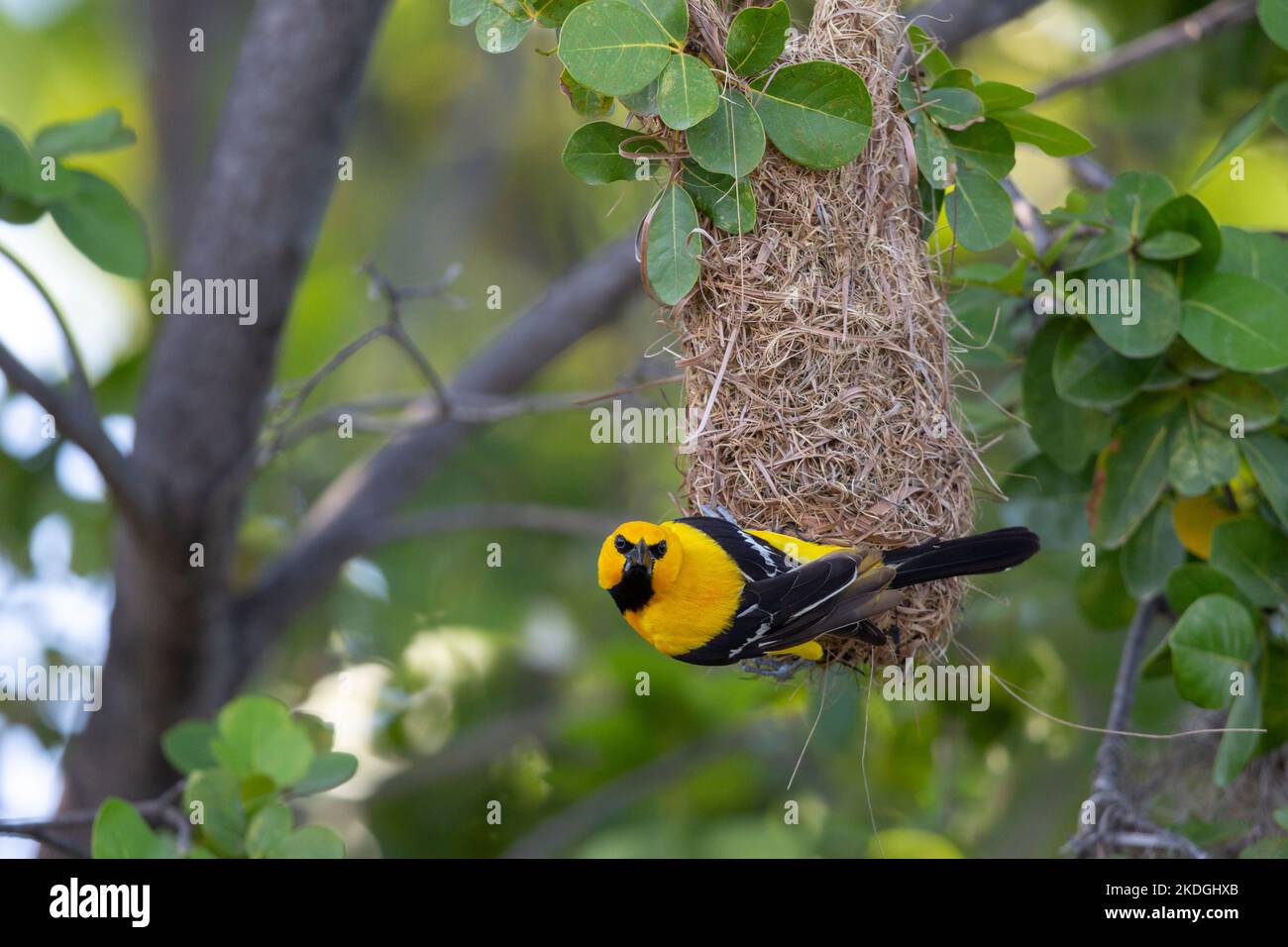 Yellow oriole Icterus nigrogularis, adult attending nest site, Captain