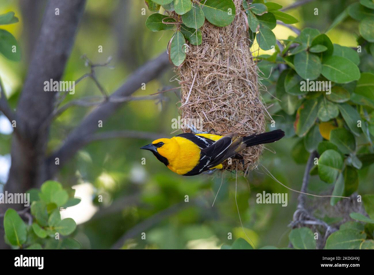 Yellow oriole Icterus nigrogularis, adult attending nest site, Captain