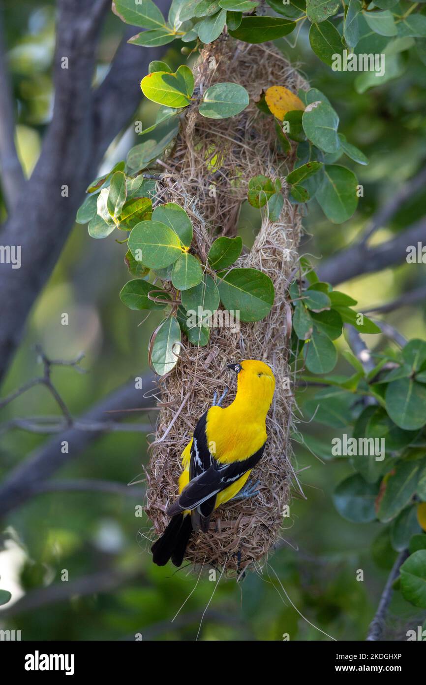 Yellow oriole Icterus nigrogularis, adult attending nest site, Captain