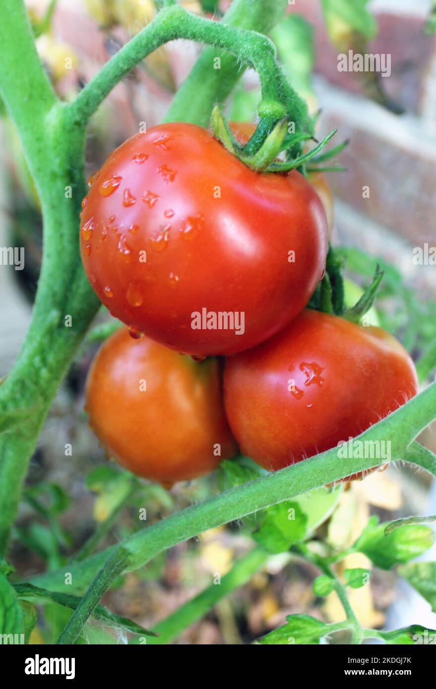 Tomatoes Moneymaker (Solanum lycopersicum) growing and ripening on the