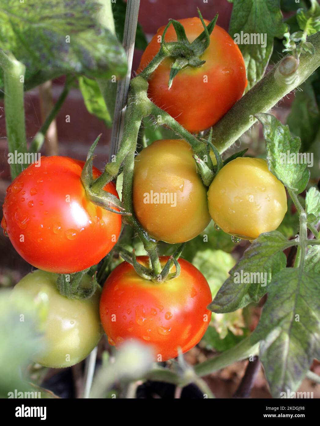 Tomatoes Moneymaker (Solanum lycopersicum) growing and ripening on the