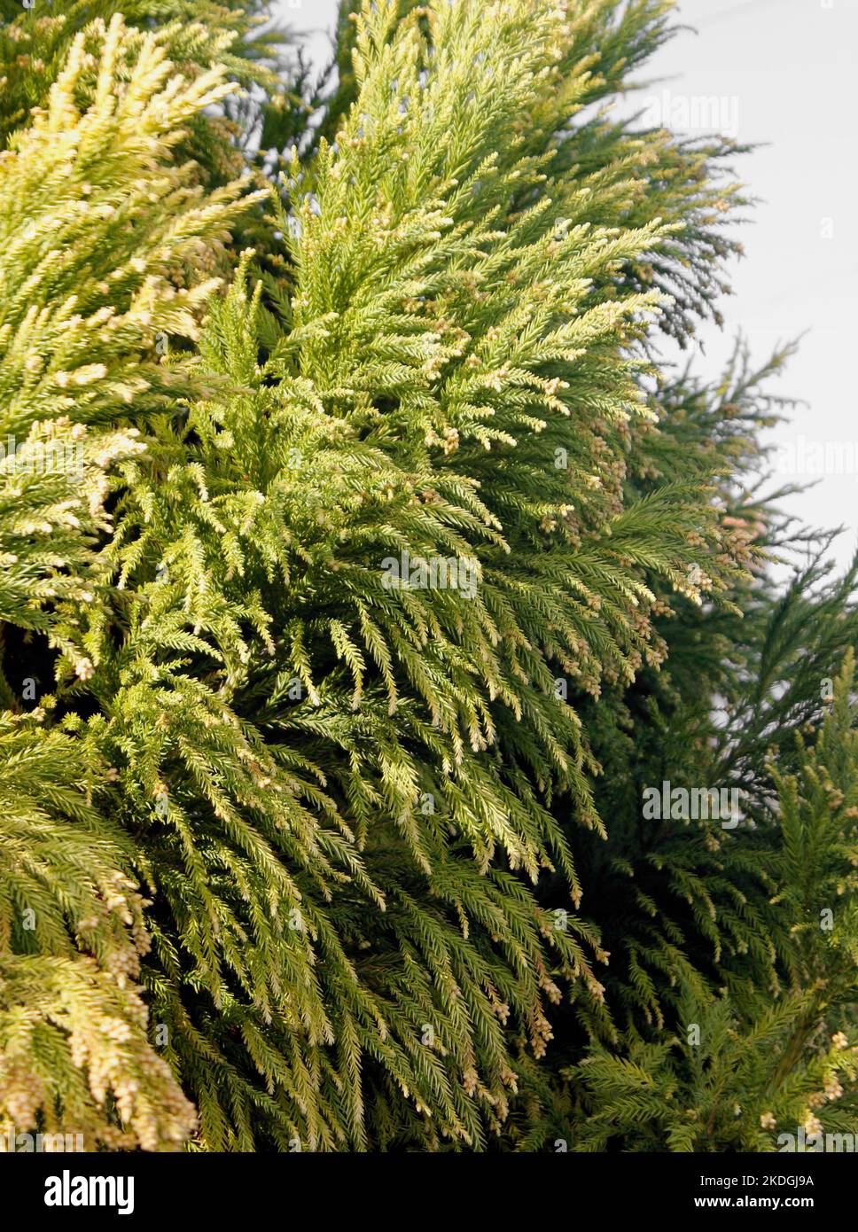 Crytomenia japonica Sekkan-Sugi (Golden Japanese Cedar) tree bending to the Autum wind Stock Photo