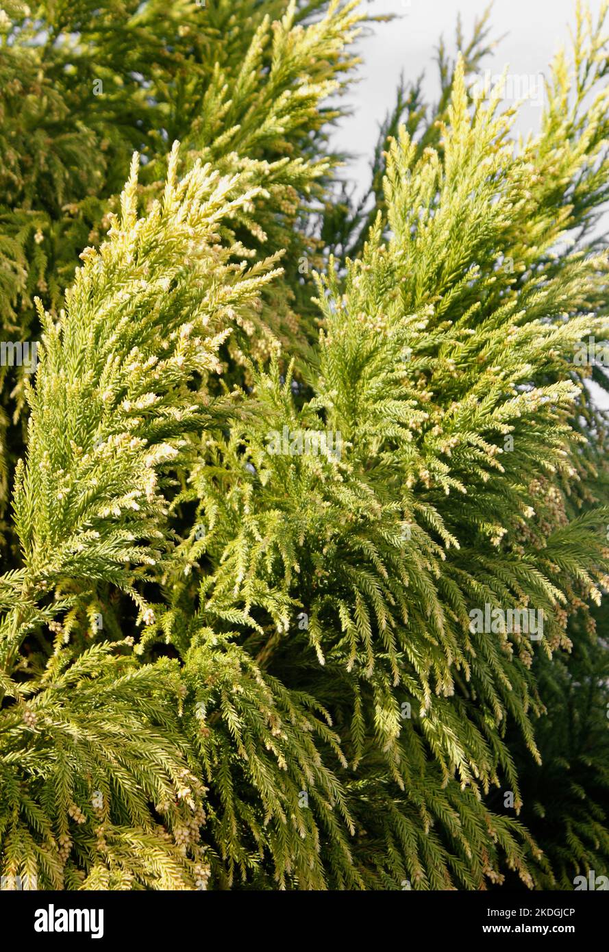 Crytomenia japonica Sekkan-Sugi (Golden Japanese Cedar) tree bending to the Autum wind Stock Photo