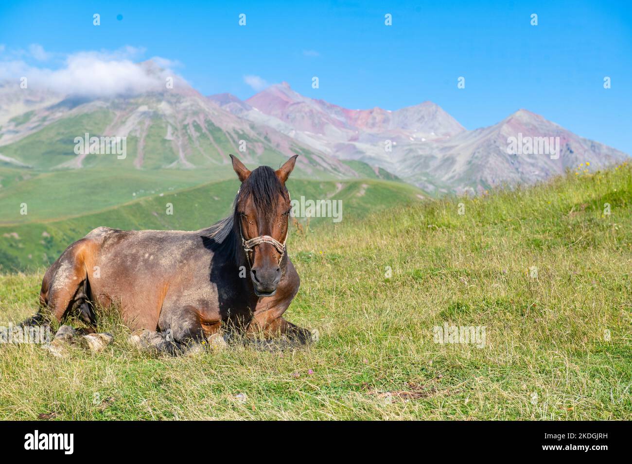 a beautiful horse lies on a mountainside in Stock Photo Alamy