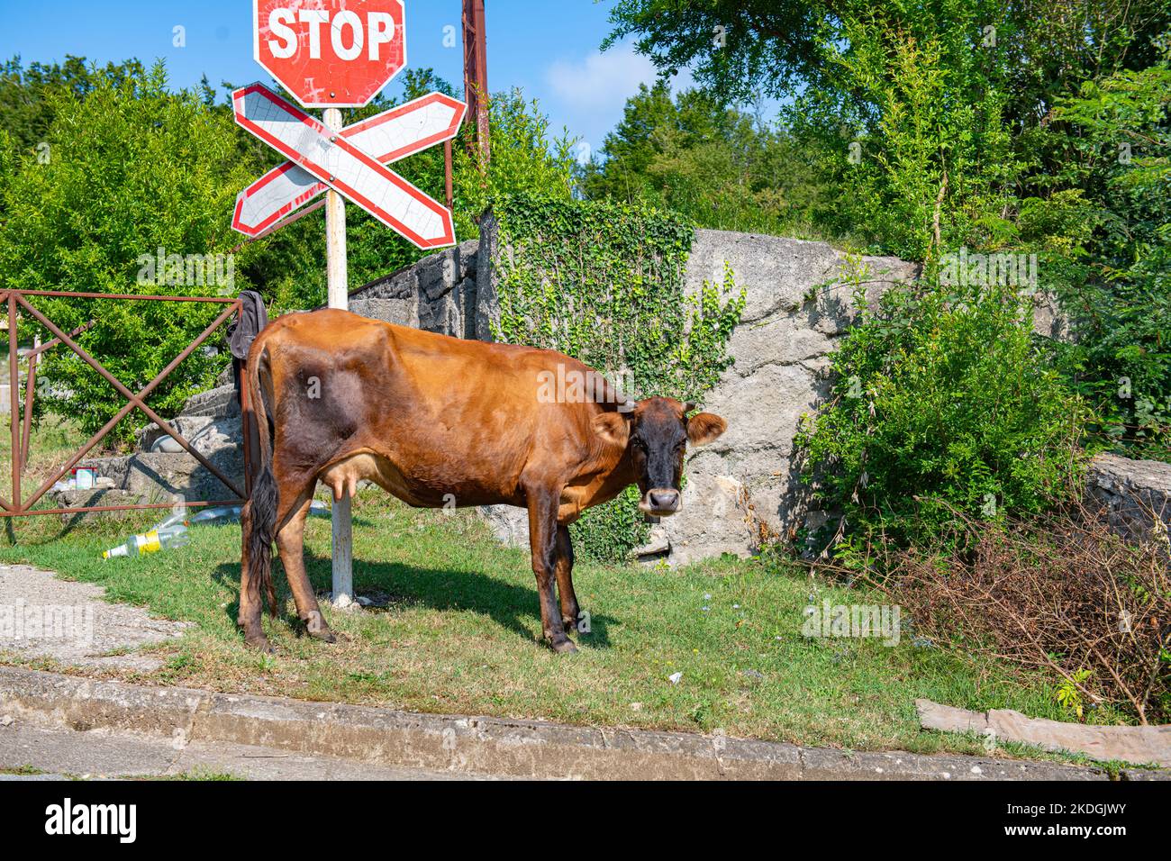 one red cow is standing on the lawn Stock Photo - Alamy