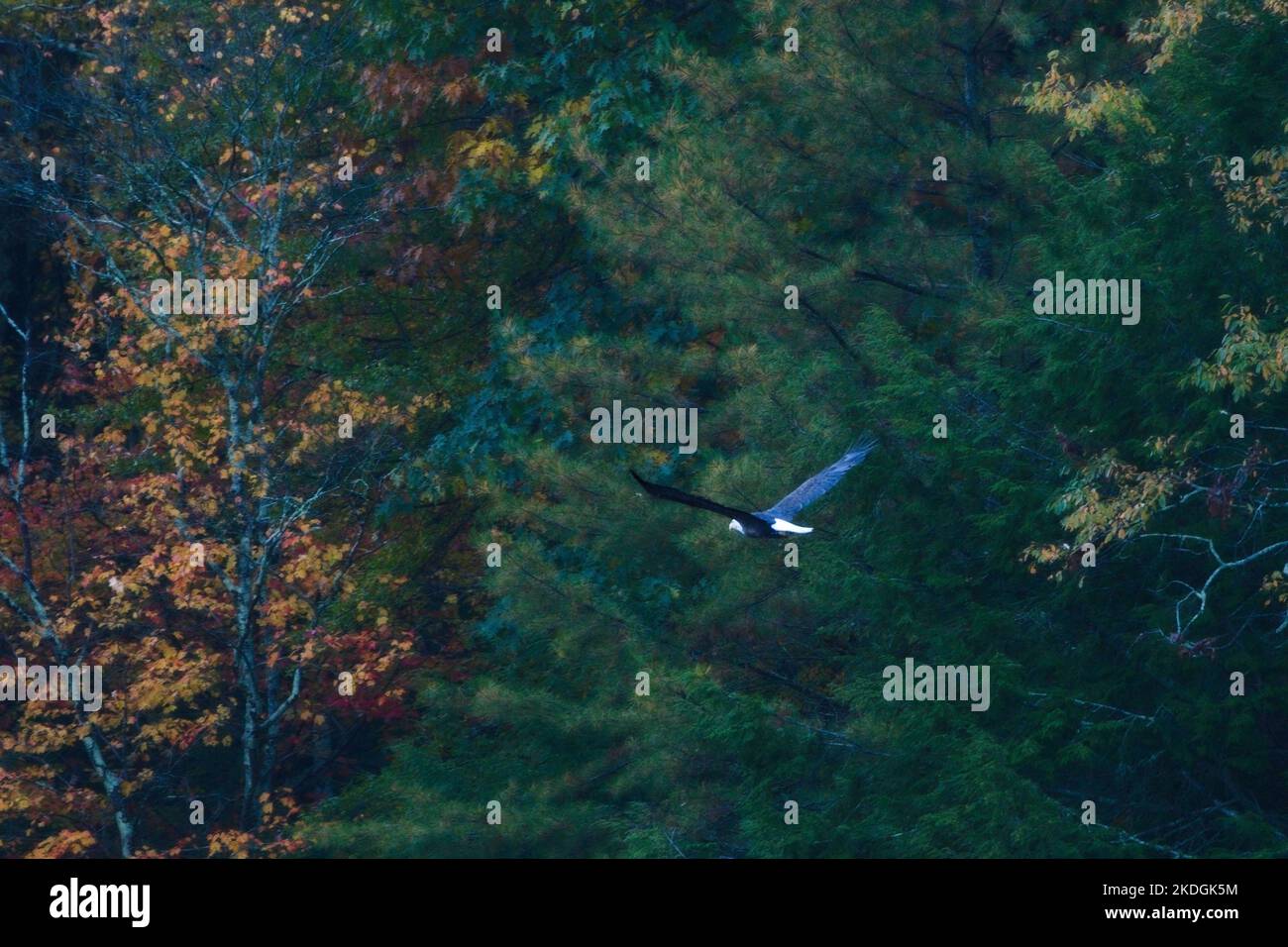 Bald eagle soaring over the Catskills Stock Photo