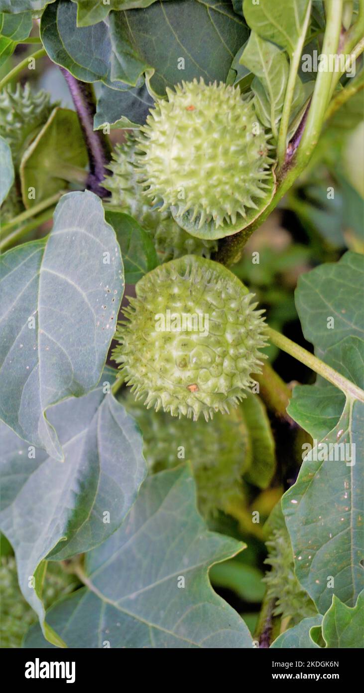 Fruits of Datura innoxia known as pricklyburr, recurved thorn apple etc. The seeds are long lived, having the ability to lie dormant in the soil for m Stock Photo