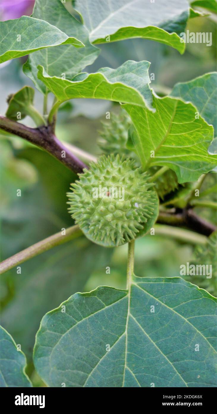 Fruits of Datura innoxia known as pricklyburr, recurved thorn apple etc. The seeds are long lived, having the ability to lie dormant in the soil for m Stock Photo