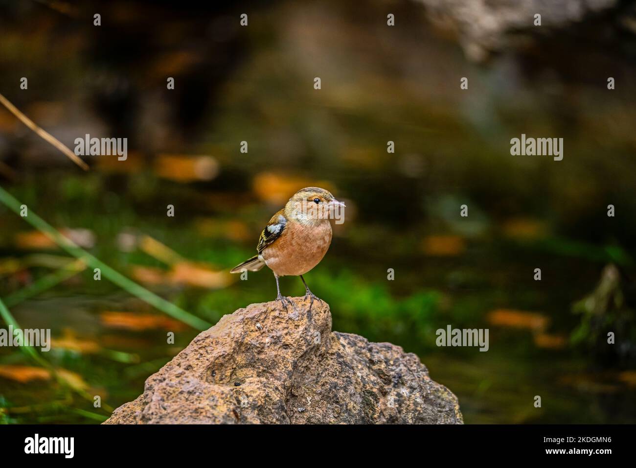 Fringilla coelebs or common finch, is a species of passerine bird in ...