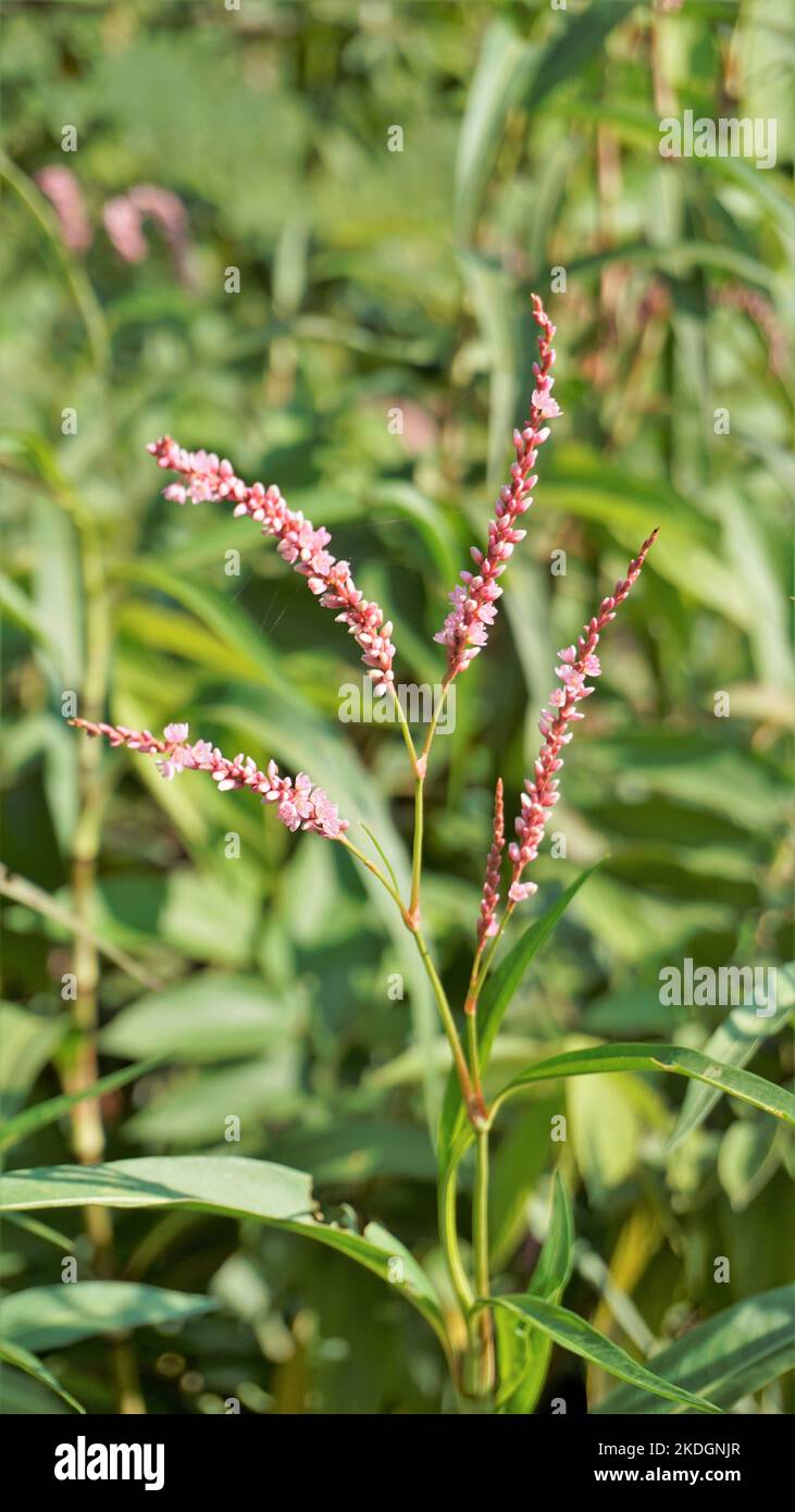 Closeup of pink flowers of Persicaria hydropiper, Polygonum hydropiper also known as water pepper, marshpepper knotweed, arse smart or tade. Plant fro Stock Photo