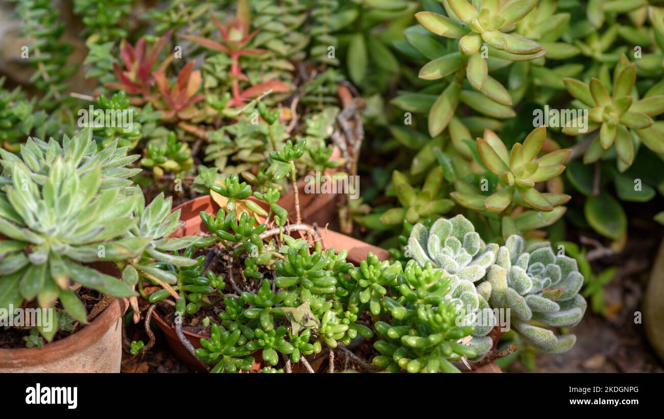 Beautiful succulents in the container garden, banner. Stock Photo