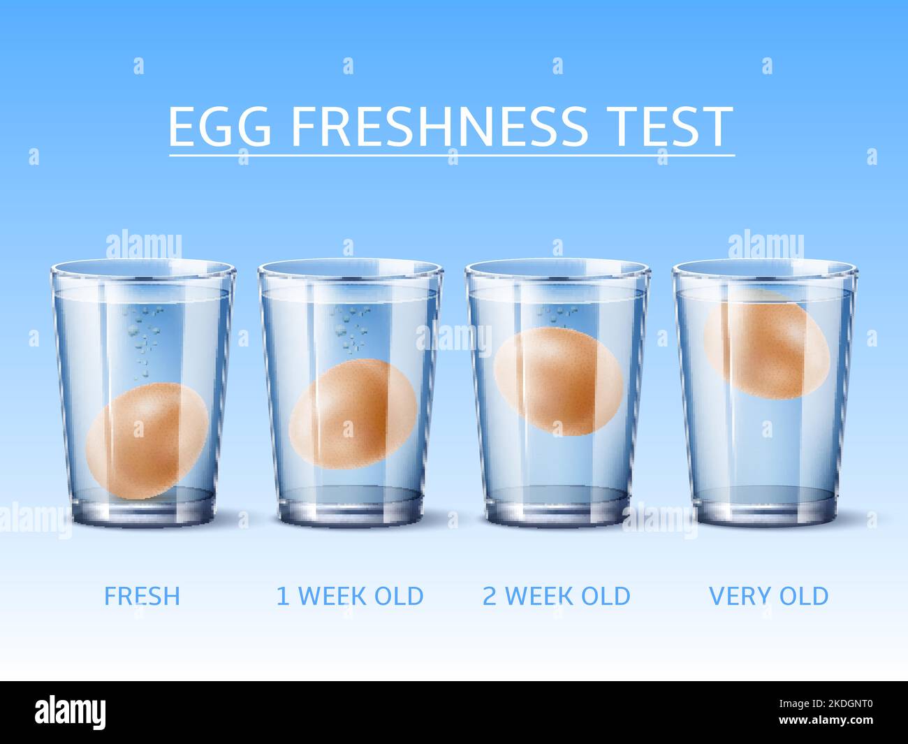 Realistic egg freshness test. Hen egg floating in glass with water