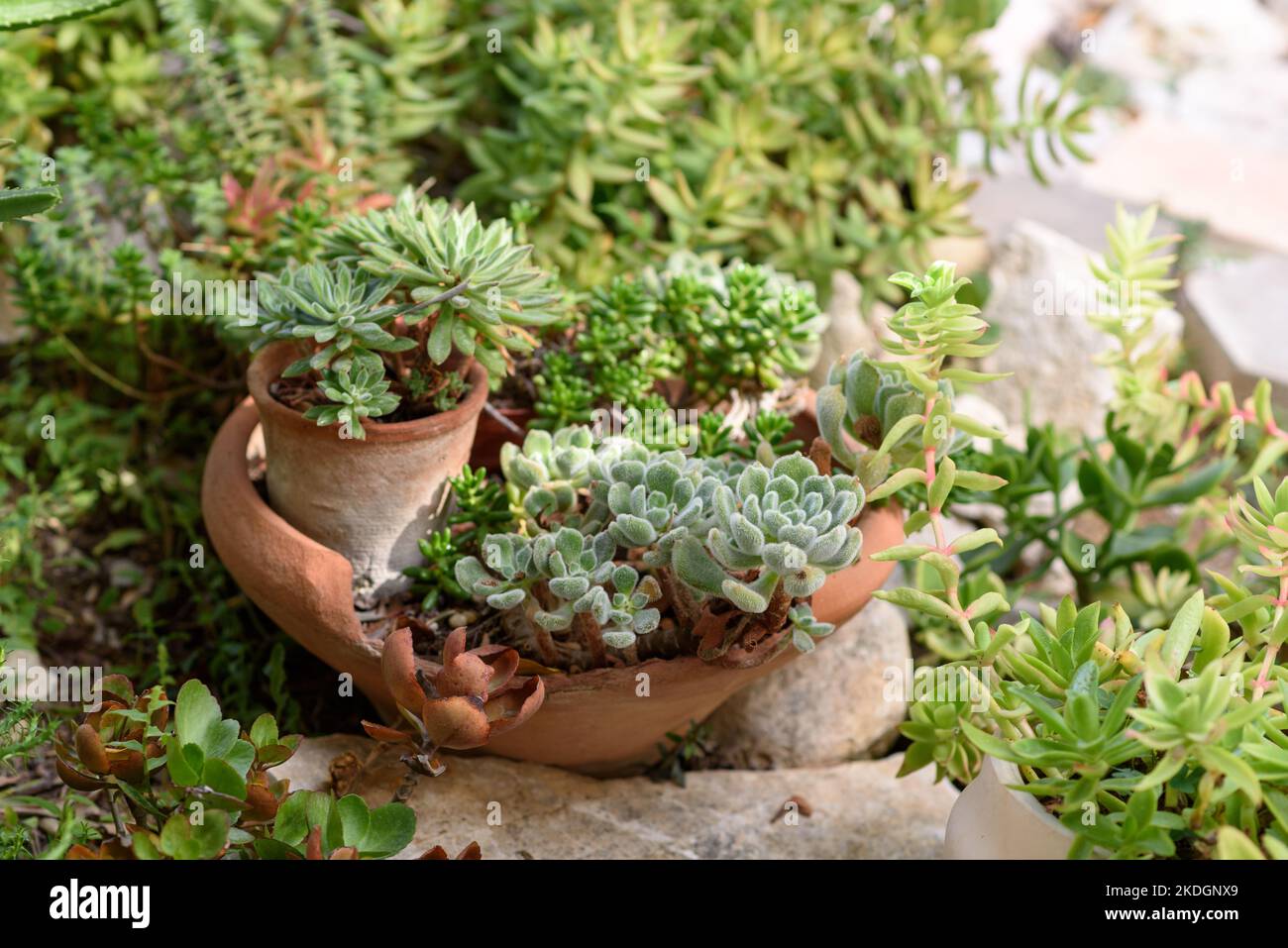 Succulents Planted In Terra Cotta Pots. Potted Succulent Plants In A Garden. Stock Photo