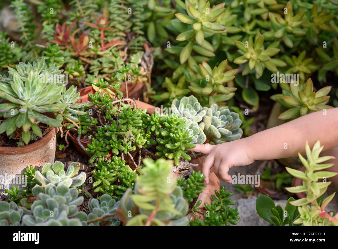 Potted Succulent Plants In A Garden. Child Hand Pointing At Succulent Plants. Stock Photo